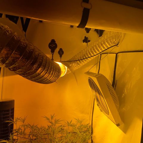 Peyote Critical growlog photo: Blüten schwellen langsam an und wachsen mit in der Höhe🙂‍↔️