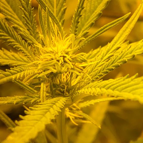 Peyote Critical growlog photo: Blüten schwellen langsam an und wachsen mit in der Höhe🙂‍↔️
