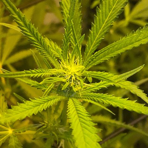 Peyote Critical growlog photo: Blüten schwellen langsam an und wachsen mit in der Höhe🙂‍↔️