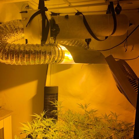 Peyote Critical growlog photo: Blüten schwellen langsam an und wachsen mit in der Höhe🙂‍↔️