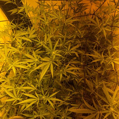 Peyote Critical growlog photo: Blüten schwellen langsam an und wachsen mit in der Höhe🙂‍↔️