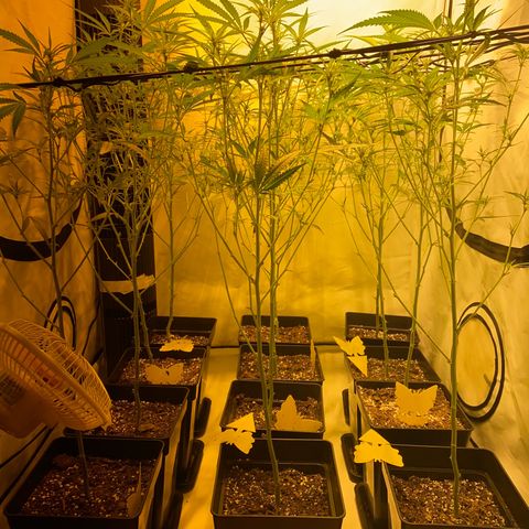 Peyote Critical growlog photo: Ich denke ich hab’s etwas zu gut gemeint aber mal sehen was die Zeit so bringt🙂‍↕️