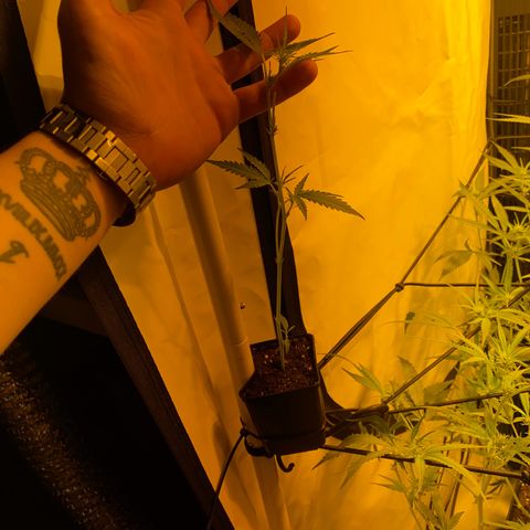 Peyote Critical growlog photo: Ich denke ich hab’s etwas zu gut gemeint aber mal sehen was die Zeit so bringt🙂‍↕️