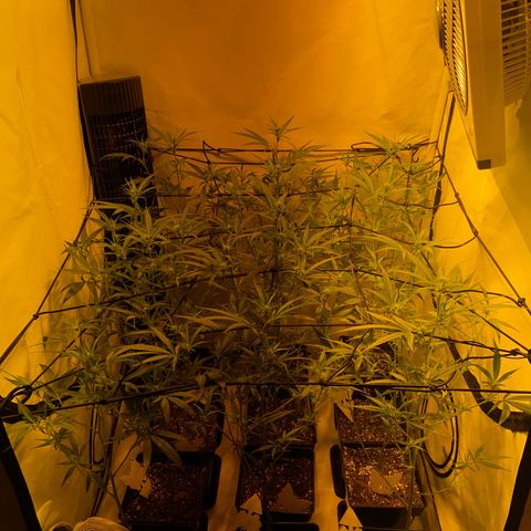Peyote Critical growlog photo: Ich denke ich hab’s etwas zu gut gemeint aber mal sehen was die Zeit so bringt🙂‍↕️