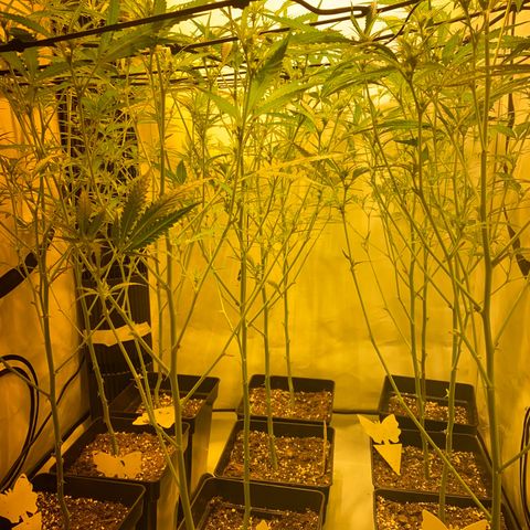 Peyote Critical growlog photo: Ich denke ich hab’s etwas zu gut gemeint aber mal sehen was die Zeit so bringt🙂‍↕️