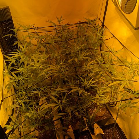 Peyote Critical growlog photo: Ich denke ich hab’s etwas zu gut gemeint aber mal sehen was die Zeit so bringt🙂‍↕️