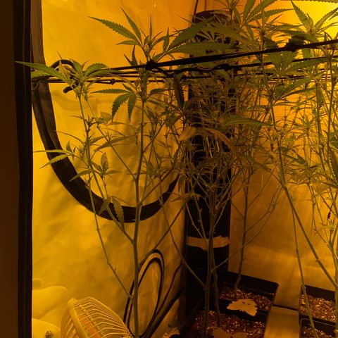 Peyote Critical growlog photo: Ich denke ich hab’s etwas zu gut gemeint aber mal sehen was die Zeit so bringt🙂‍↕️