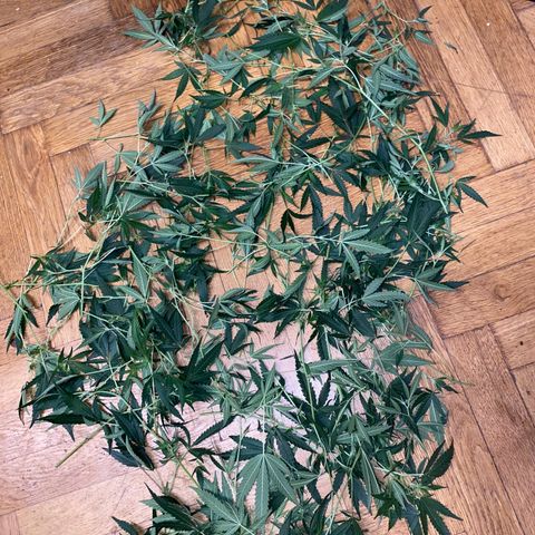 Peyote Critical growlog photo: Ich denke ich hab’s etwas zu gut gemeint aber mal sehen was die Zeit so bringt🙂‍↕️
