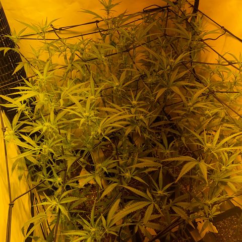Peyote Critical growlog photo: Ich denke ich hab’s etwas zu gut gemeint aber mal sehen was die Zeit so bringt🙂‍↕️
