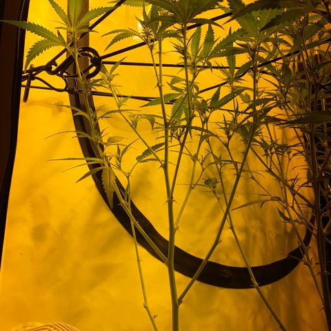 Peyote Critical growlog photo: Ich denke ich hab’s etwas zu gut gemeint aber mal sehen was die Zeit so bringt🙂‍↕️