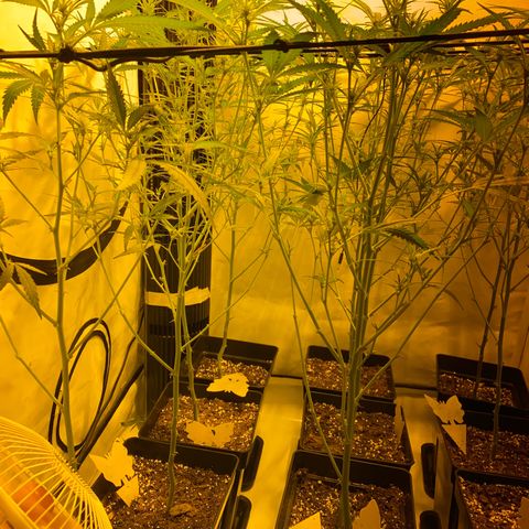 Peyote Critical growlog photo: Ich denke ich hab’s etwas zu gut gemeint aber mal sehen was die Zeit so bringt🙂‍↕️