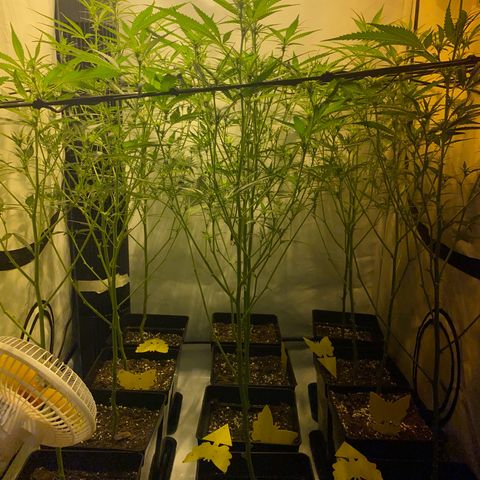 Peyote Critical growlog photo: Lollipopping gut überstanden jetzt heißt es mal Ruhe und erholen von dem ganzen Stress für die Ladys☺️