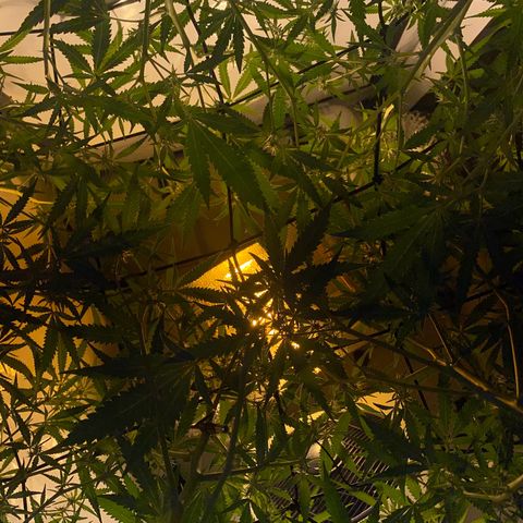 Peyote Critical growlog photo: Lollipopping gut überstanden jetzt heißt es mal Ruhe und erholen von dem ganzen Stress für die Ladys☺️