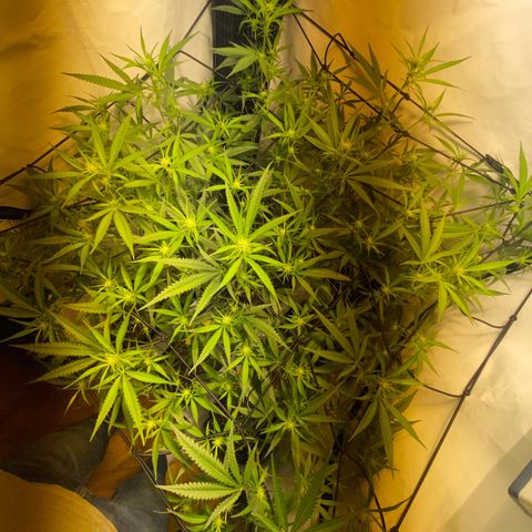 Peyote Critical growlog photo: Lollipopping gut überstanden jetzt heißt es mal Ruhe und erholen von dem ganzen Stress für die Ladys☺️