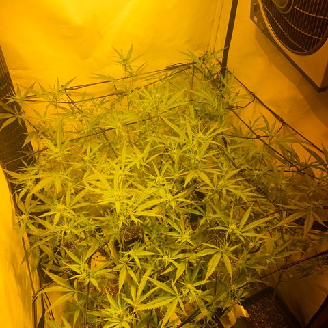 Peyote Critical growlog photo: Lollipopping gut überstanden jetzt heißt es mal Ruhe und erholen von dem ganzen Stress für die Ladys☺️