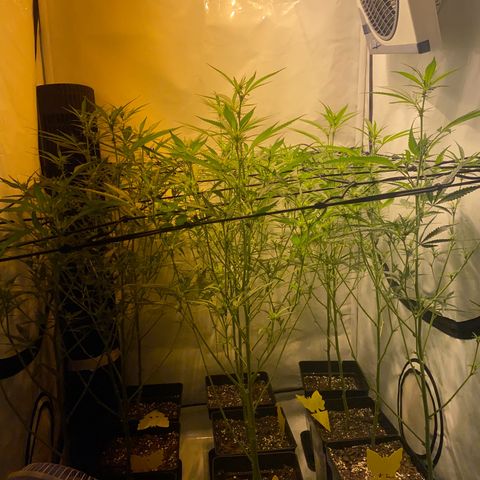 Peyote Critical growlog photo: Lollipopping gut überstanden jetzt heißt es mal Ruhe und erholen von dem ganzen Stress für die Ladys☺️