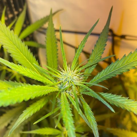 Peyote Critical growlog photo: Lollipopping gut überstanden jetzt heißt es mal Ruhe und erholen von dem ganzen Stress für die Ladys☺️