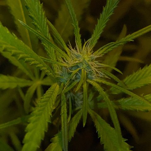 Peyote Critical growlog photo: Lollipopping gut überstanden jetzt heißt es mal Ruhe und erholen von dem ganzen Stress für die Ladys☺️