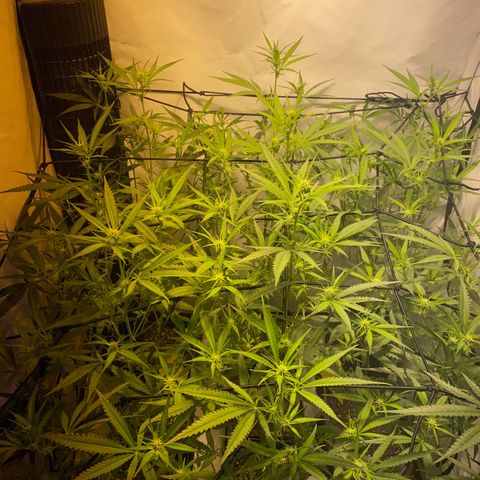 Peyote Critical growlog photo: Lollipopping gut überstanden jetzt heißt es mal Ruhe und erholen von dem ganzen Stress für die Ladys☺️