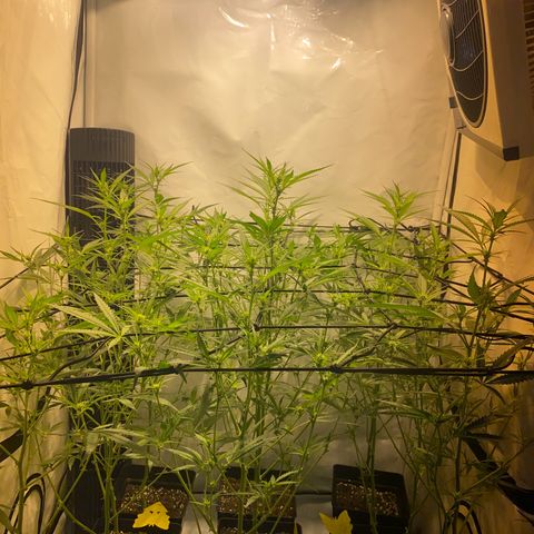 Peyote Critical growlog photo: Lollipopping gut überstanden jetzt heißt es mal Ruhe und erholen von dem ganzen Stress für die Ladys☺️