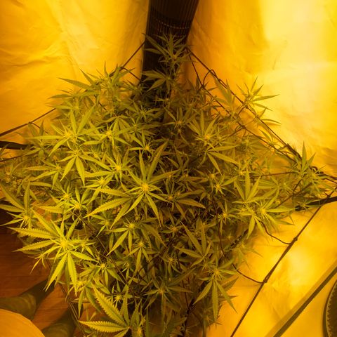 Peyote Critical growlog photo: Lollipopping gut überstanden jetzt heißt es mal Ruhe und erholen von dem ganzen Stress für die Ladys☺️