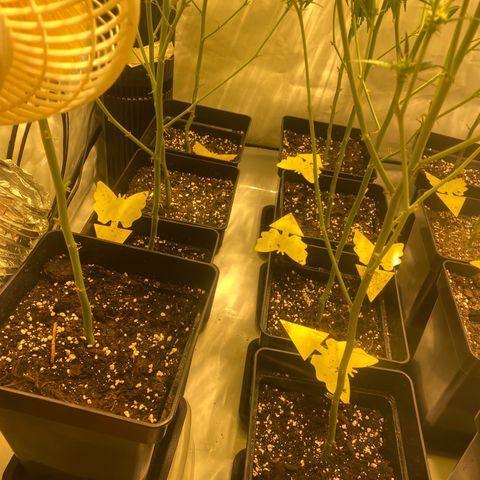 Peyote Critical growlog photo: Alles läuft wie geschmiert