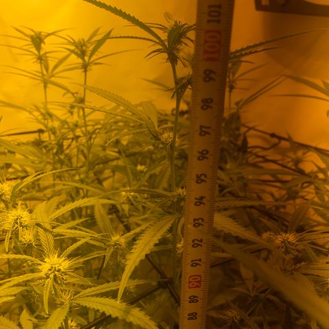 Peyote Critical growlog photo: Alles läuft wie geschmiert