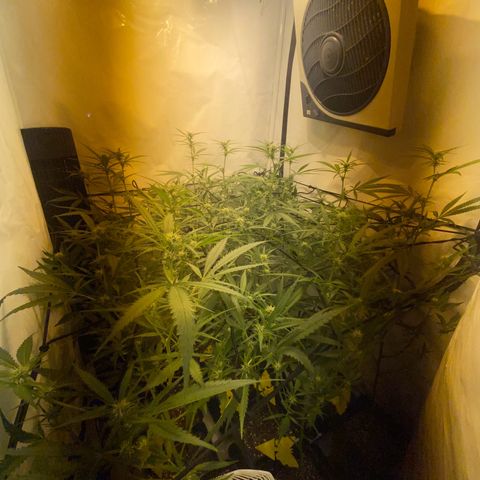 Peyote Critical growlog photo: Alles läuft wie geschmiert