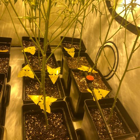 Peyote Critical growlog photo: Alles läuft wie geschmiert