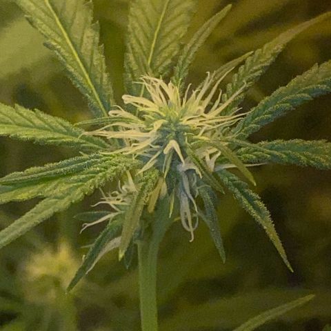 Peyote Critical growlog photo: Alles läuft wie geschmiert