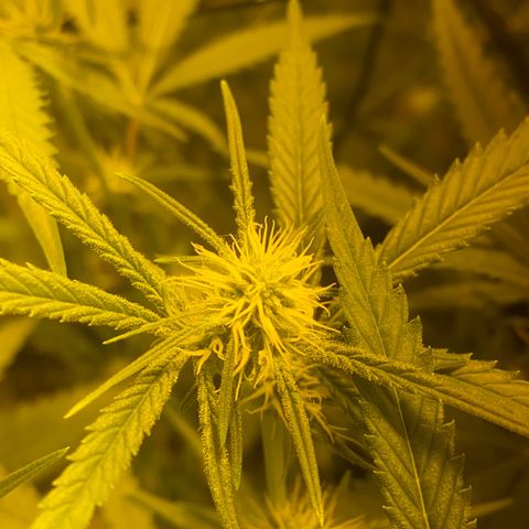 Peyote Critical growlog photo: Alles läuft wie geschmiert