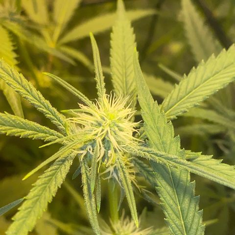 Peyote Critical growlog photo: Alles läuft wie geschmiert