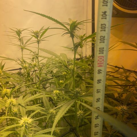 Peyote Critical growlog photo: Alles läuft wie geschmiert