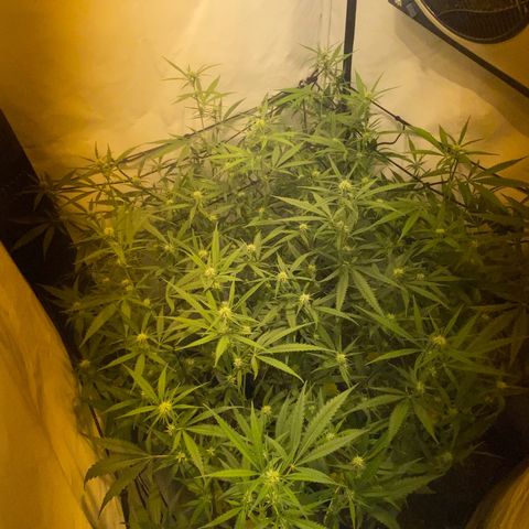 Peyote Critical growlog photo: Alles läuft wie geschmiert
