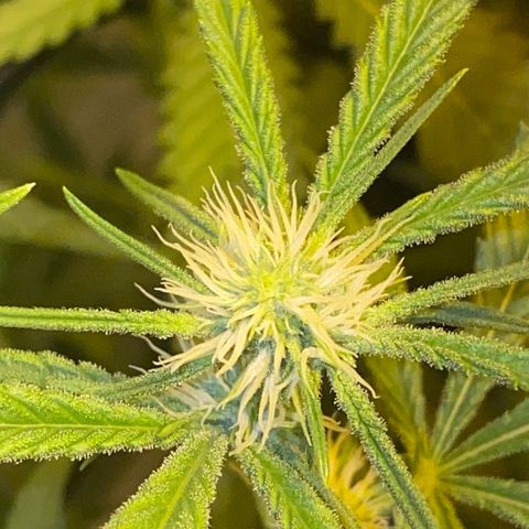Peyote Critical growlog photo: Alles läuft wie geschmiert