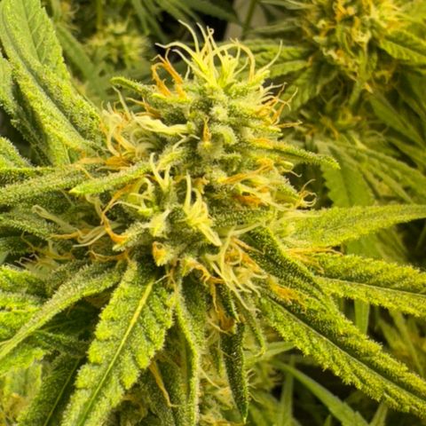Peyote Critical growlog photo: Nach den bescheiden sahen sie wieder halbwegs schön aus vom beschnitt jetzt her🙂‍↕️