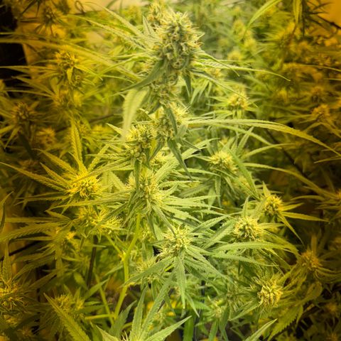 Peyote Critical growlog photo: Nach den bescheiden sahen sie wieder halbwegs schön aus vom beschnitt jetzt her🙂‍↕️