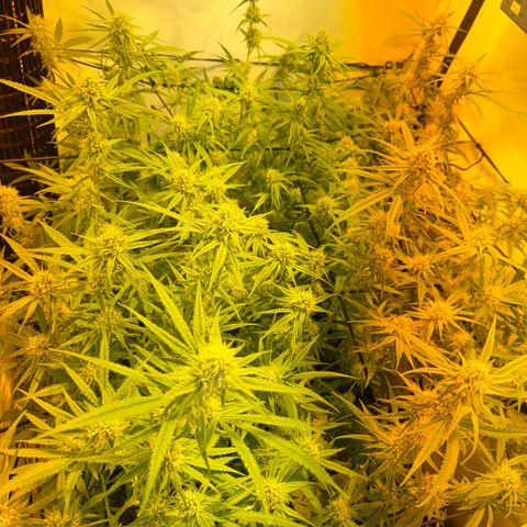 Peyote Critical growlog photo: Nach den bescheiden sahen sie wieder halbwegs schön aus vom beschnitt jetzt her🙂‍↕️