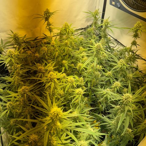 Peyote Critical growlog photo: Nach den bescheiden sahen sie wieder halbwegs schön aus vom beschnitt jetzt her🙂‍↕️