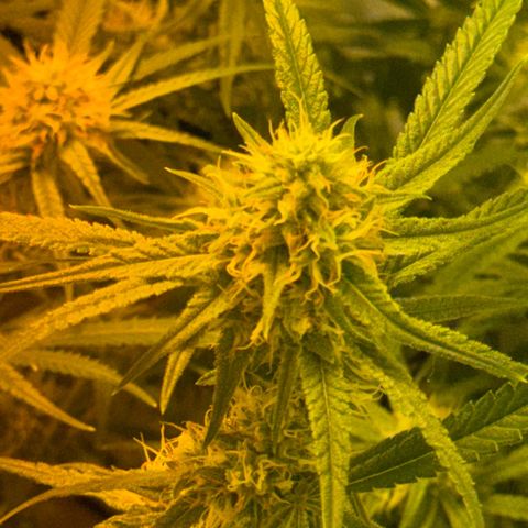 Peyote Critical growlog photo: Nach den bescheiden sahen sie wieder halbwegs schön aus vom beschnitt jetzt her🙂‍↕️