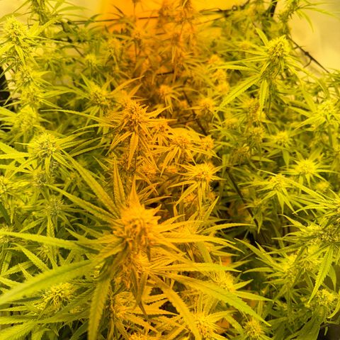 Peyote Critical growlog photo: Nach den bescheiden sahen sie wieder halbwegs schön aus vom beschnitt jetzt her🙂‍↕️