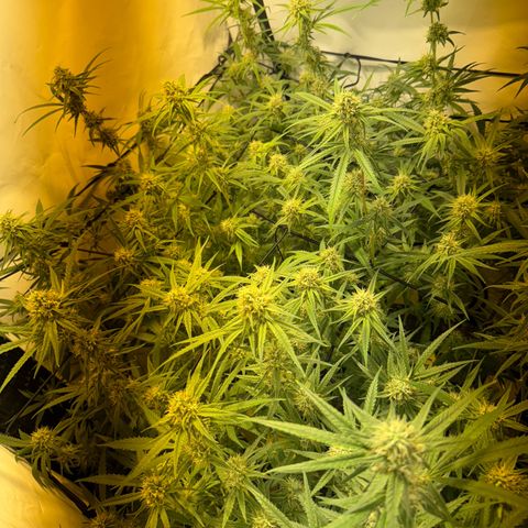 Peyote Critical growlog photo: Nach den bescheiden sahen sie wieder halbwegs schön aus vom beschnitt jetzt her🙂‍↕️