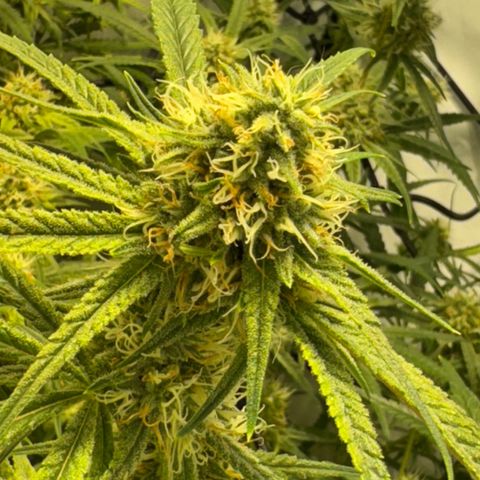 Peyote Critical growlog photo: Nach den bescheiden sahen sie wieder halbwegs schön aus vom beschnitt jetzt her🙂‍↕️