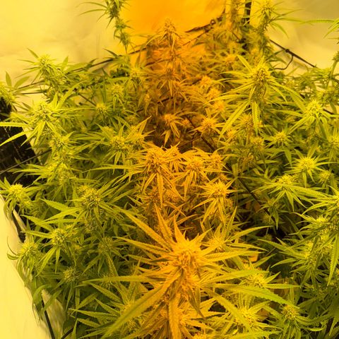 Peyote Critical growlog photo: Nach den bescheiden sahen sie wieder halbwegs schön aus vom beschnitt jetzt her🙂‍↕️