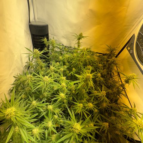 Peyote Critical growlog photo: Nach den bescheiden sahen sie wieder halbwegs schön aus vom beschnitt jetzt her🙂‍↕️
