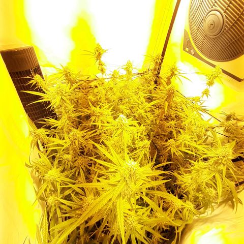 Peyote Critical growlog timeline photo