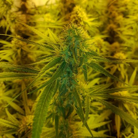 Peyote Critical growlog timeline photo