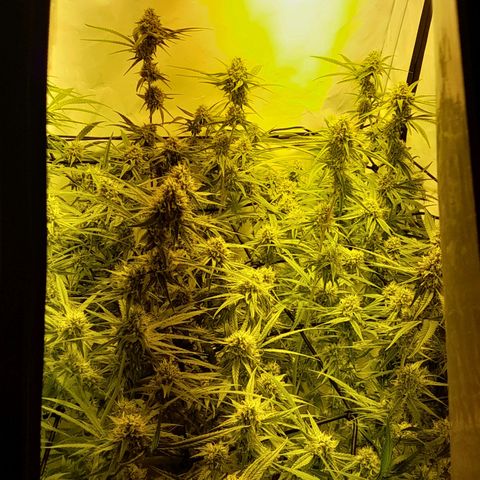 Peyote Critical growlog timeline photo