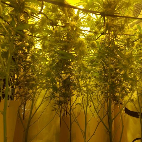 Peyote Critical growlog timeline photo