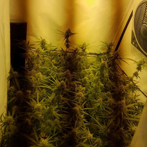 Peyote Critical growlog timeline photo